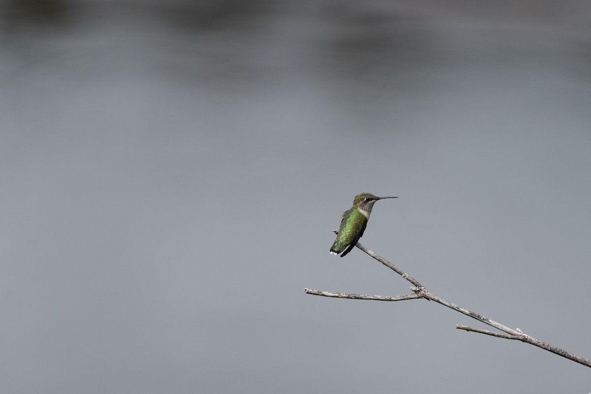 Ruby-throated Hummingbird - Vincent Ricci