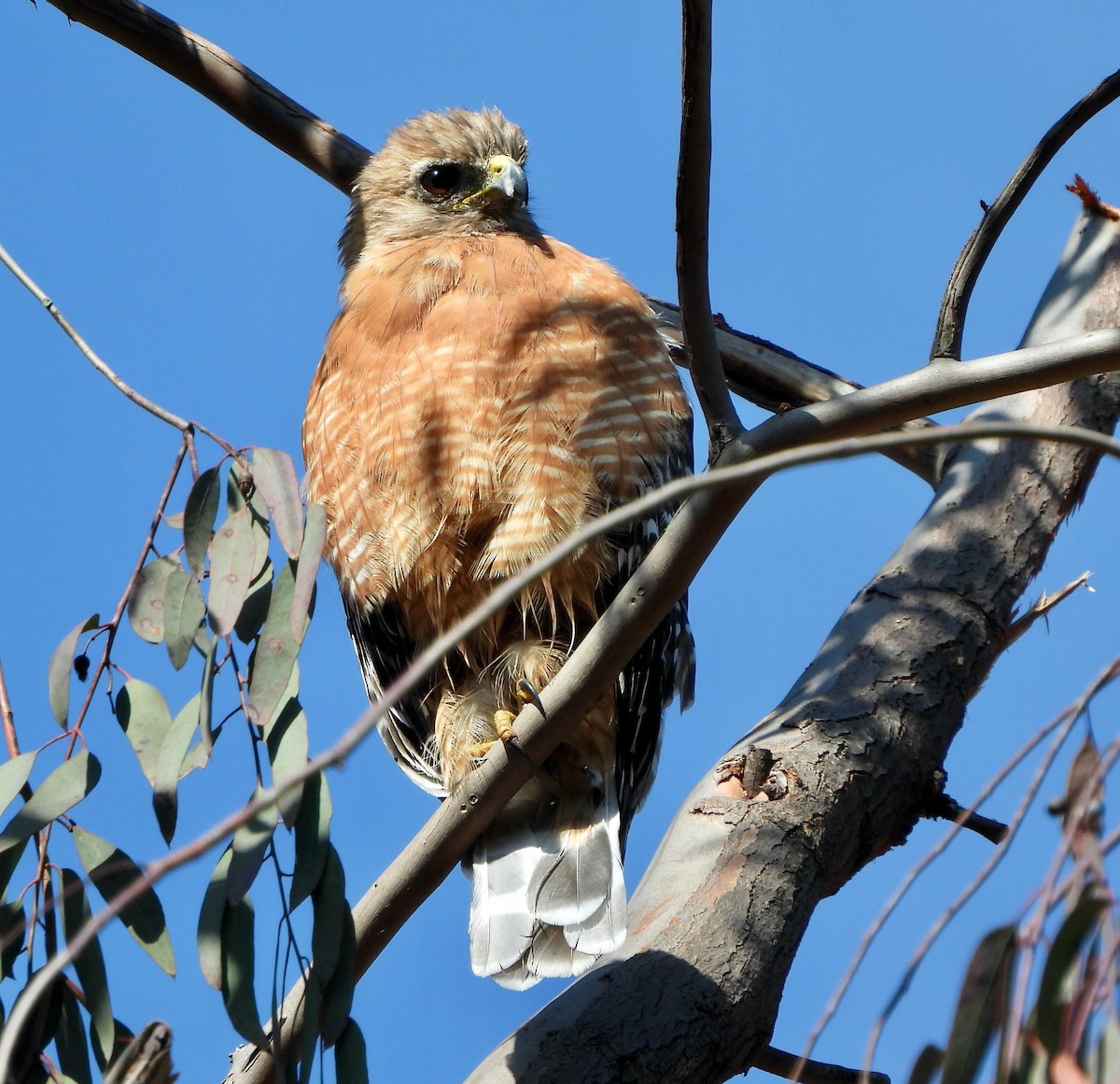 Red-shouldered Hawk - ML471935051