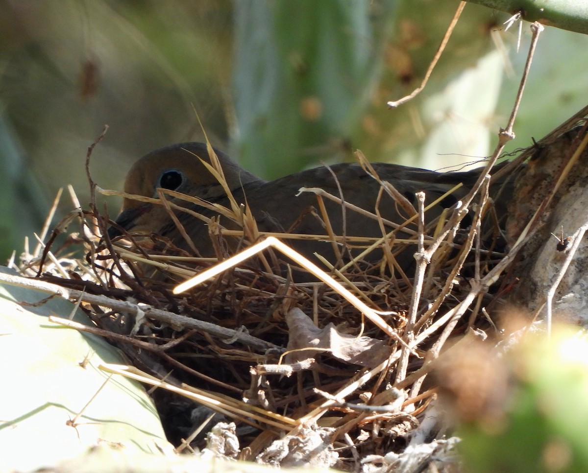 Mourning Dove - ML471935081