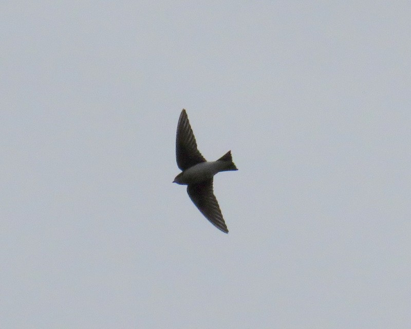 Tree Swallow - ML47193521