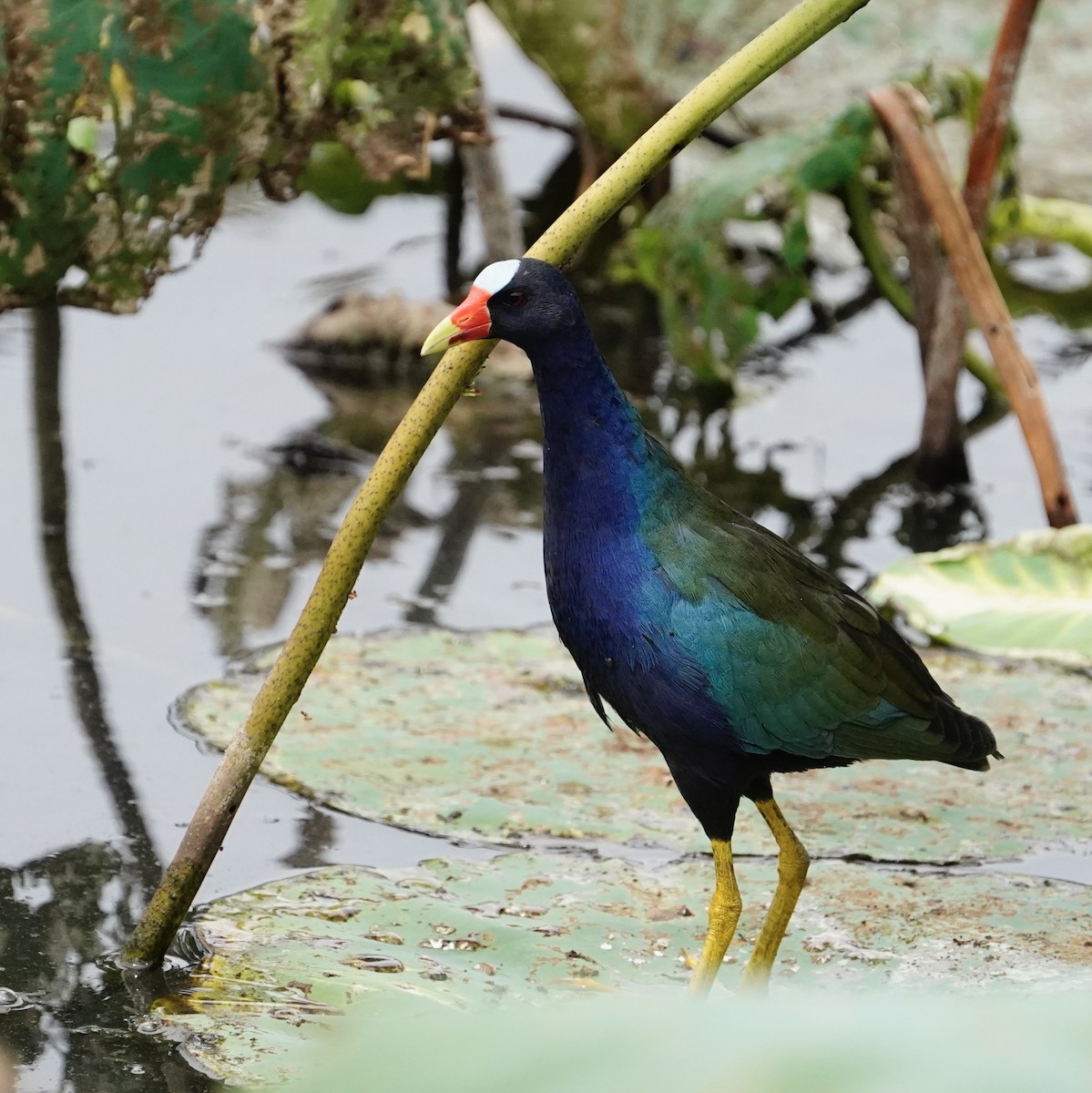 Purple Gallinule - KMJ Bird