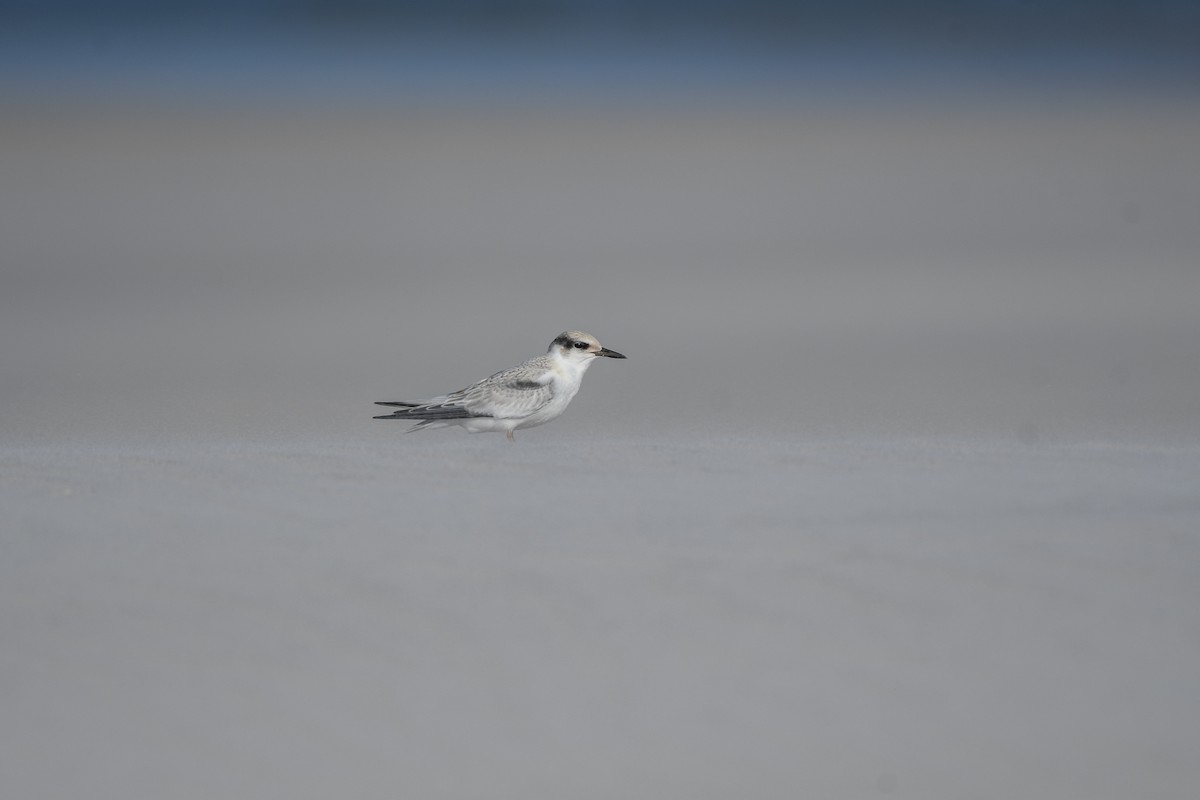 Least Tern - ML471935961