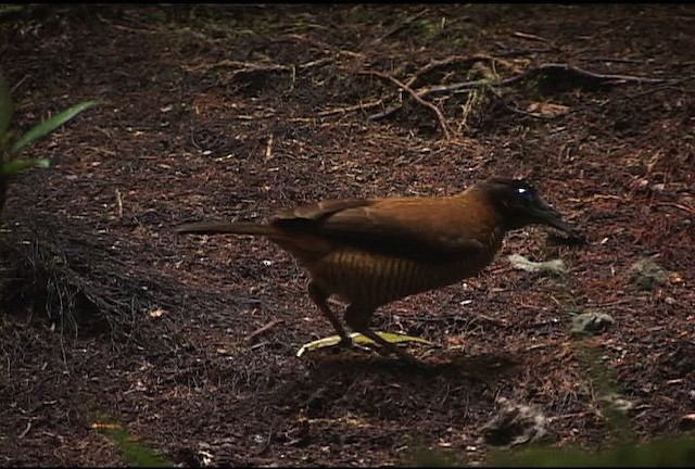 Lawes's Parotia - ML471936