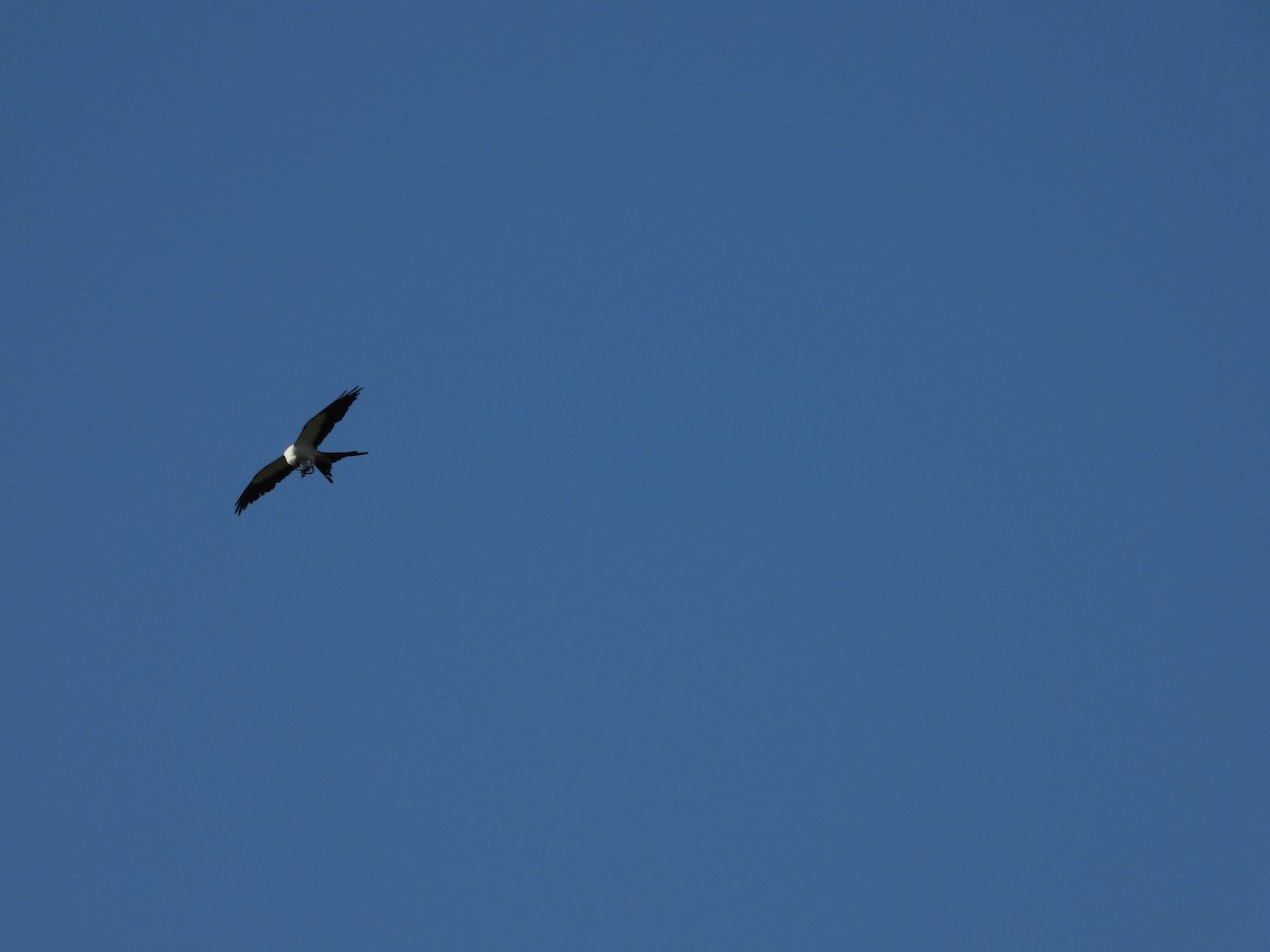 Swallow-tailed Kite - ML471936221