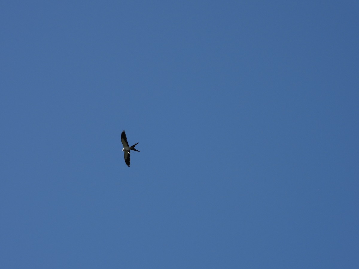 Swallow-tailed Kite - ML471936231