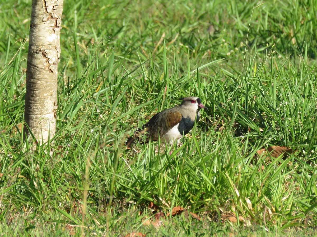 Southern Lapwing - ML471936351