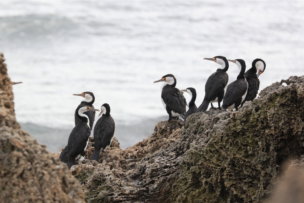 Cormoran varié - ML471936471