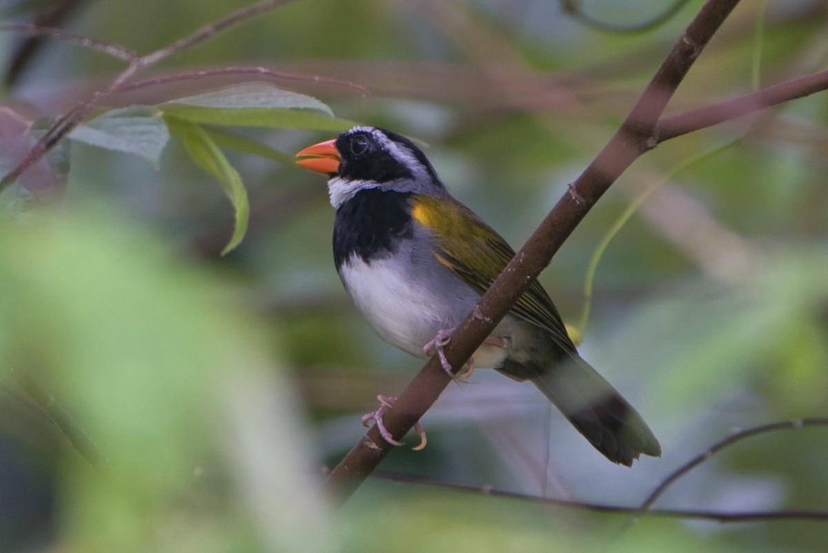 Orange-billed Sparrow - Todd A. Watkins