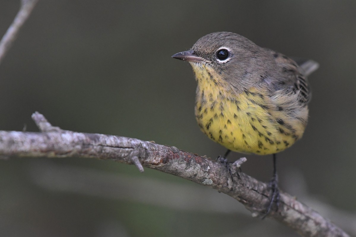 Kirtland's Warbler - Bill Eisele