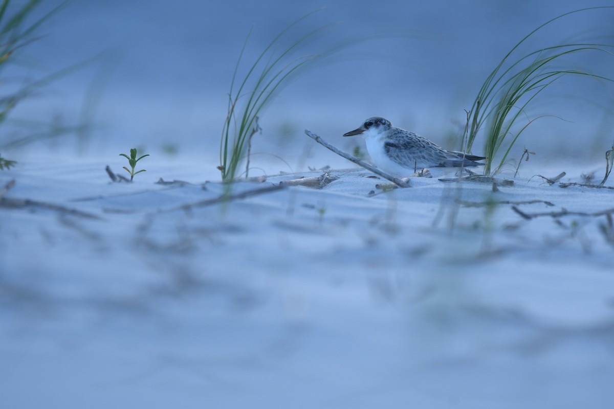 Least Tern - ML471936901