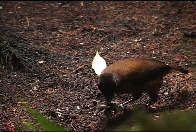 Lawes's Parotia - ML471938