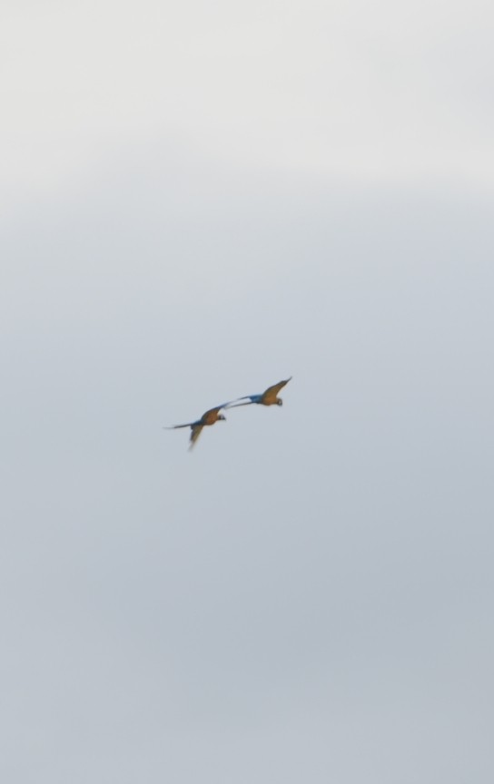藍黃金剛鸚鵡 - ML471938141