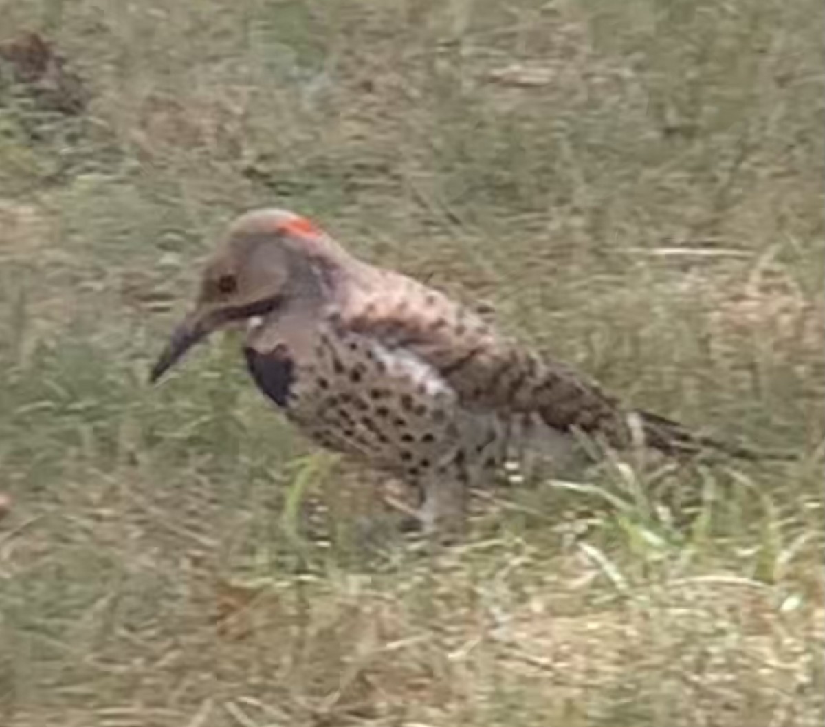 Northern Flicker - ML471939641