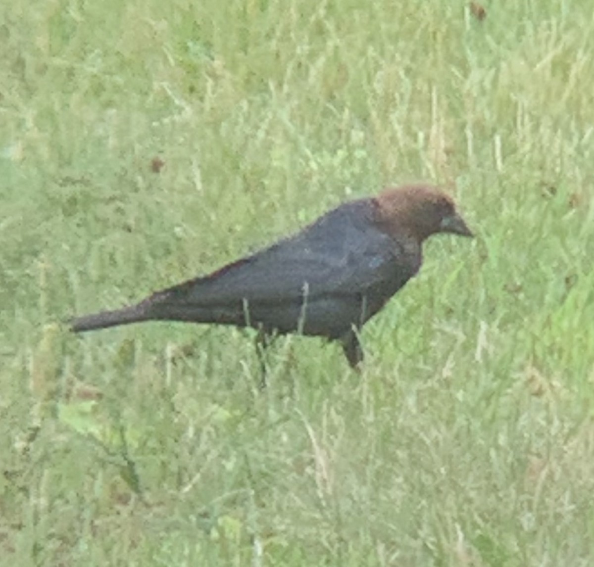 Brown-headed Cowbird - ML471939681