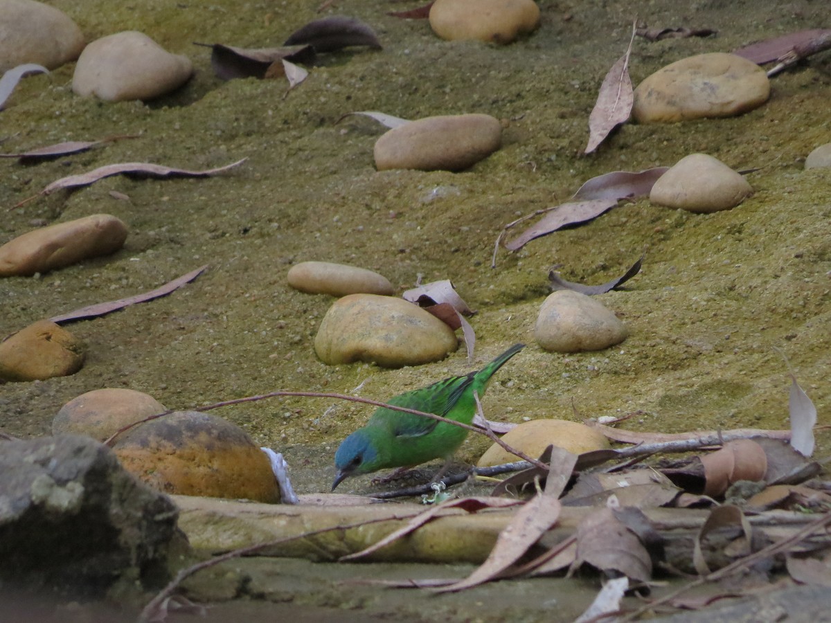 Blue Dacnis - ML471939841