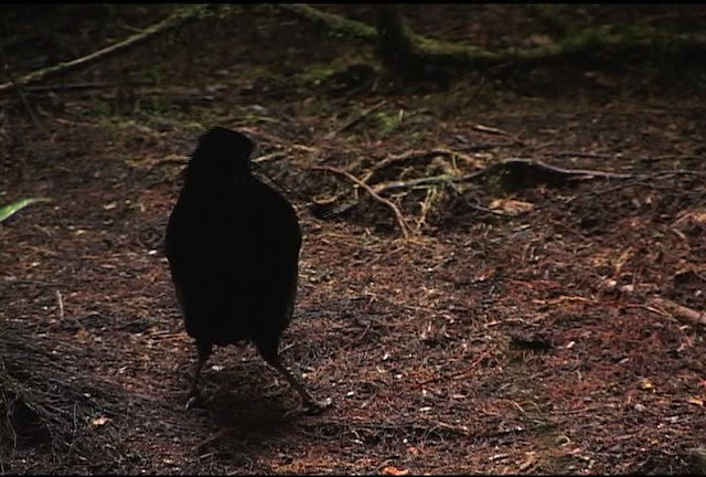 Lawes's Parotia - ML471943