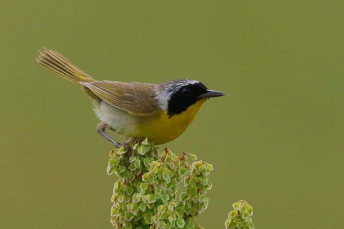 Common Yellowthroat - ML471943551