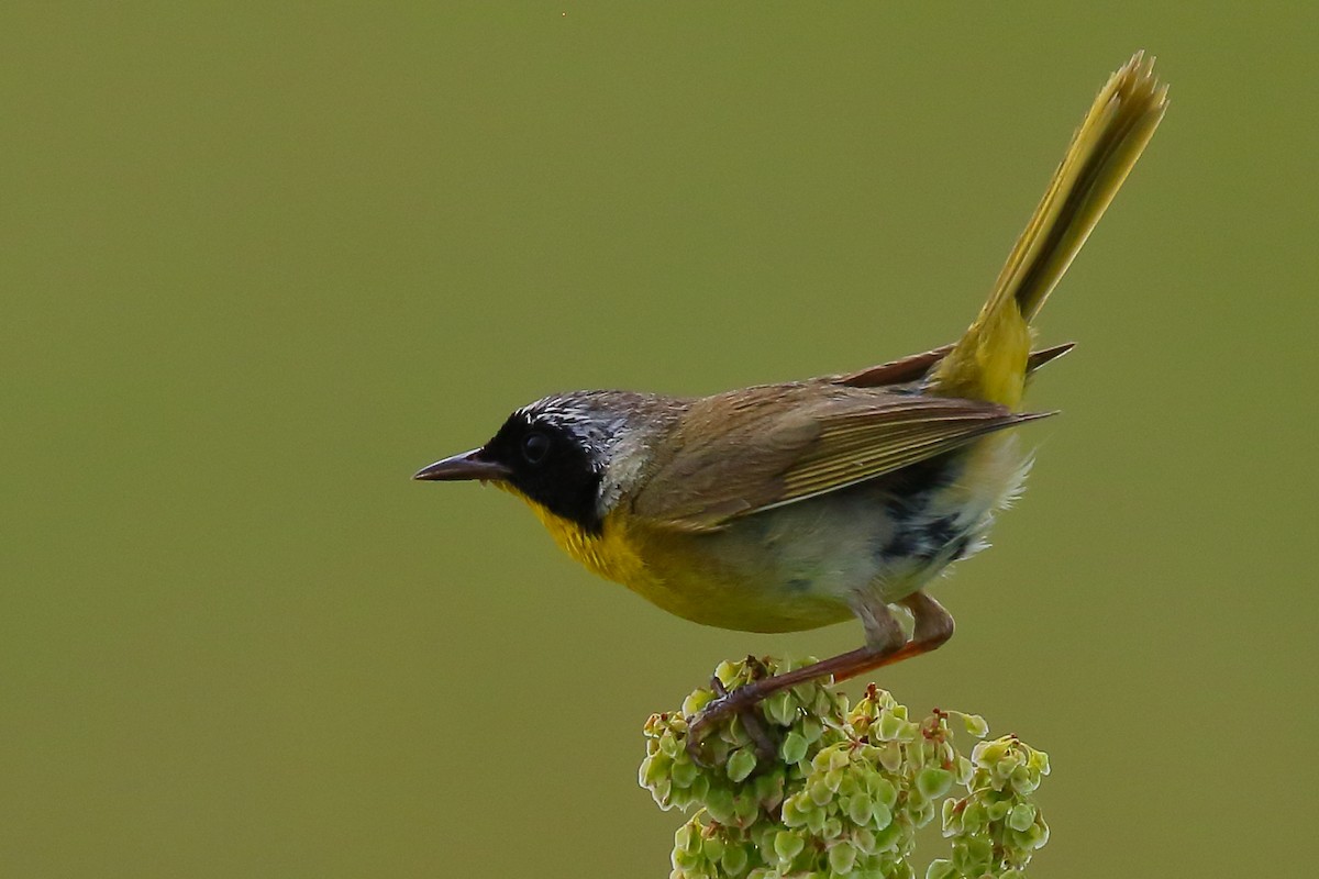 Common Yellowthroat - ML471943561