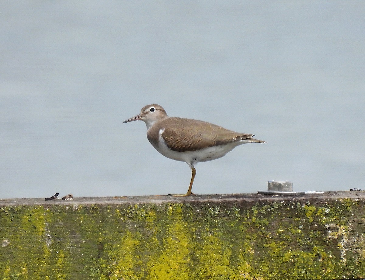 Spotted Sandpiper - ML471944131