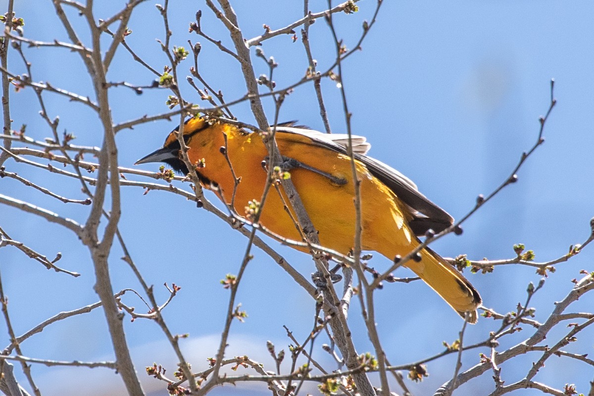 Bullock's Oriole - ML471944181