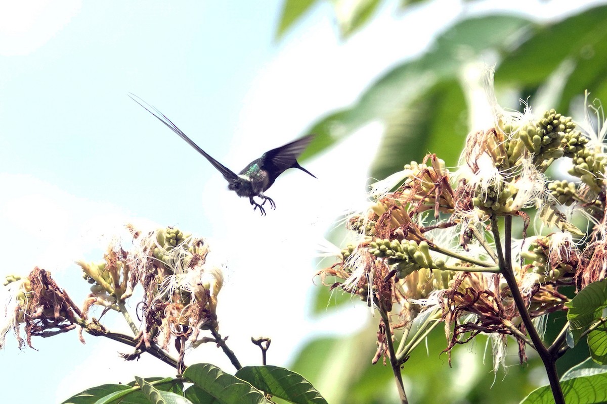 Black-bellied Thorntail - ML471944491