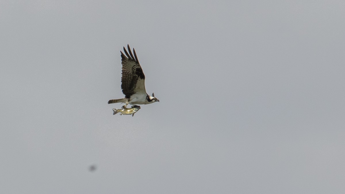 Osprey - Ivar Husa