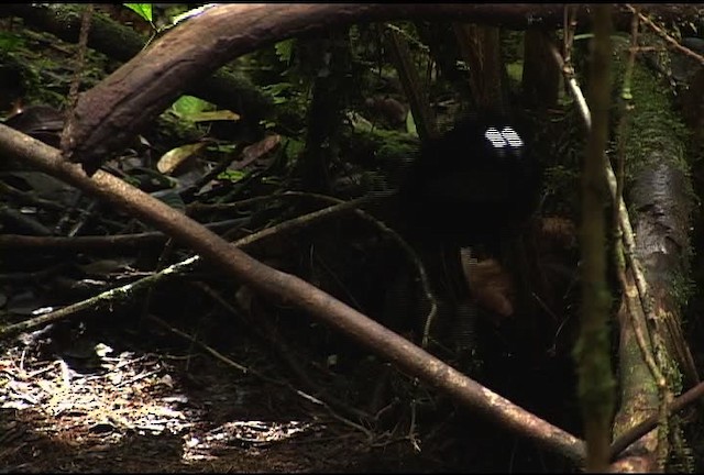 Lawes's Parotia - ML471945