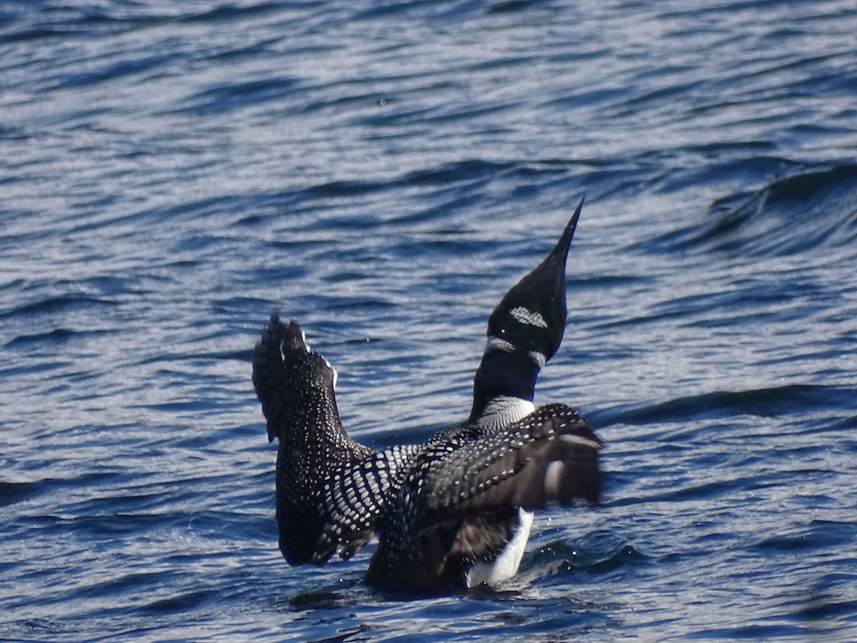 Common Loon - ML471946101