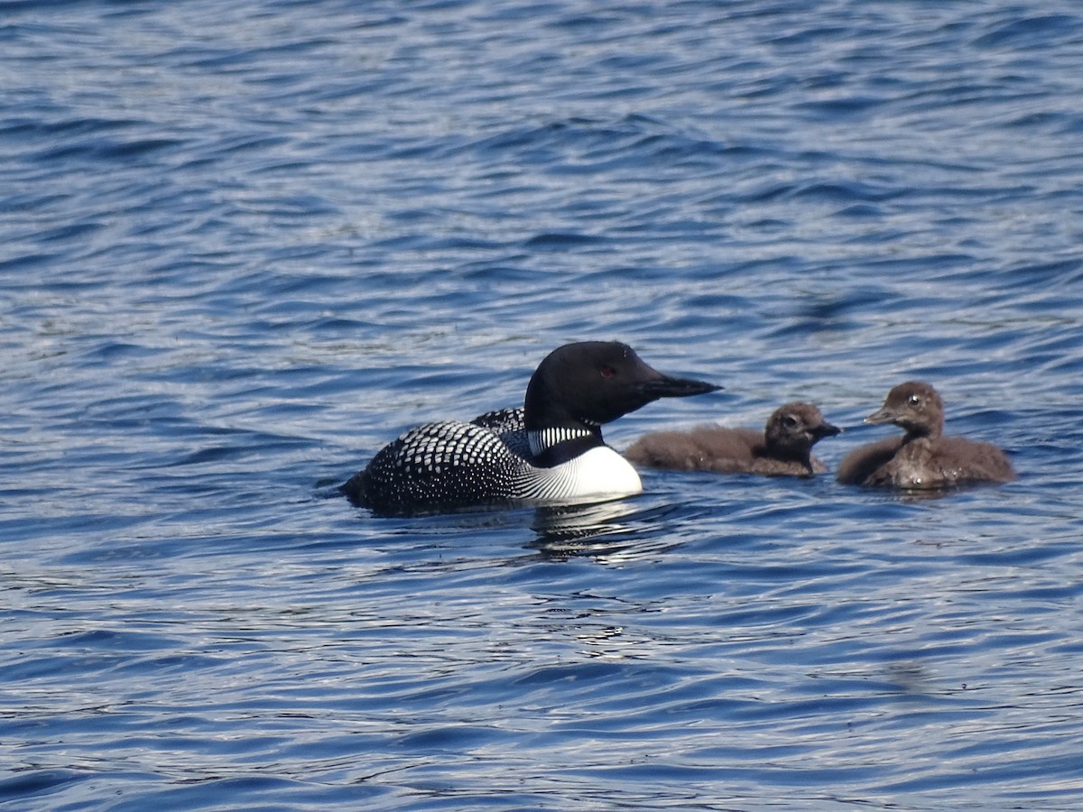 Common Loon - ML471946121