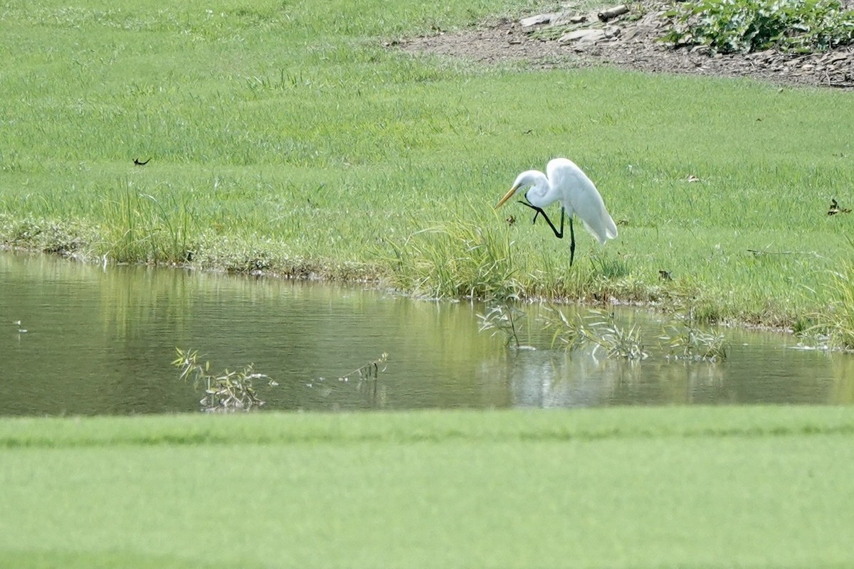 Great Egret - ML471946361