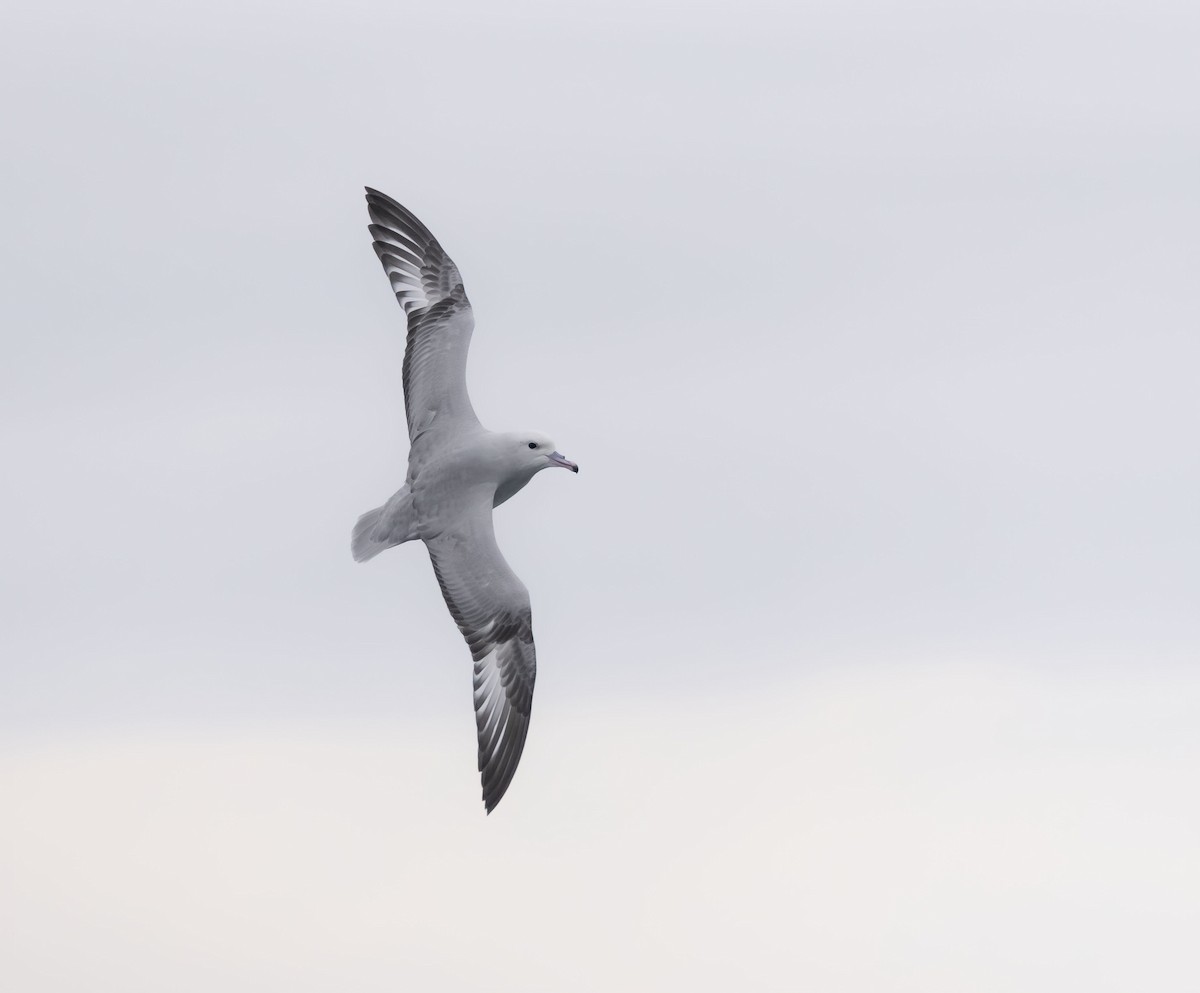 Southern Fulmar - ML471946991