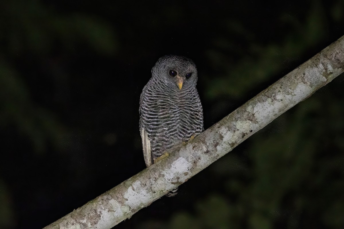 Black-banded Owl - ML471948491