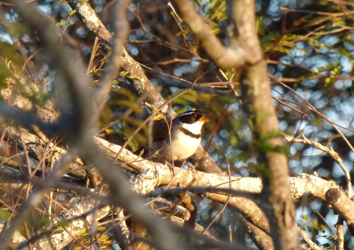 Saffron-billed Sparrow - ML471948601