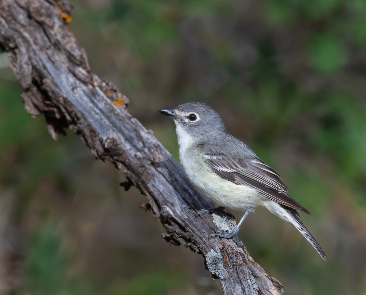 Plumbeous Vireo - ML471950081