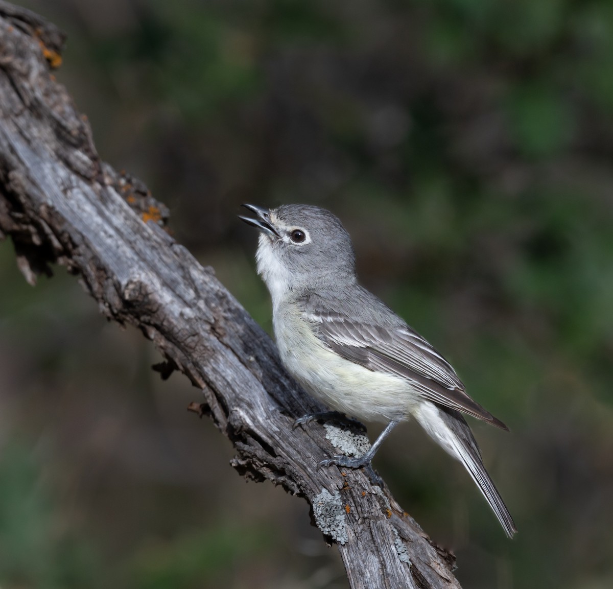 Plumbeous Vireo - ML471950091