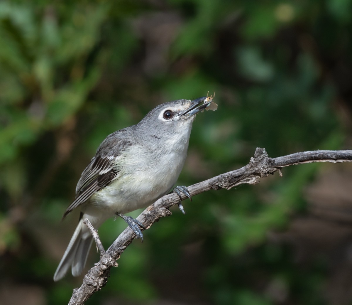 Plumbeous Vireo - ML471950121