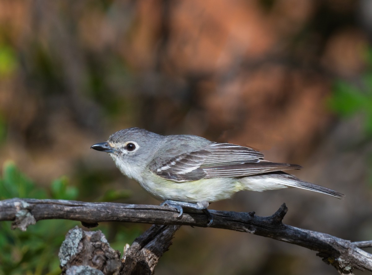 Plumbeous Vireo - ML471950181