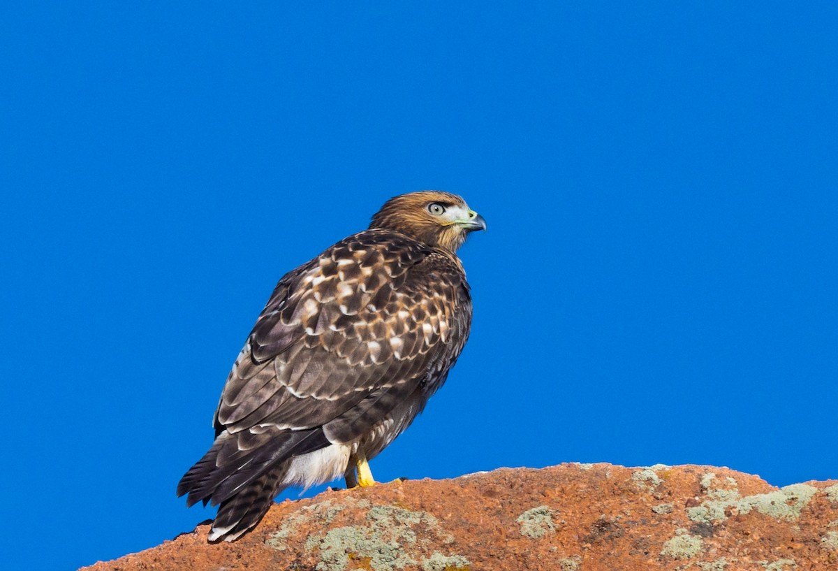 Red-tailed Hawk - ML471951541