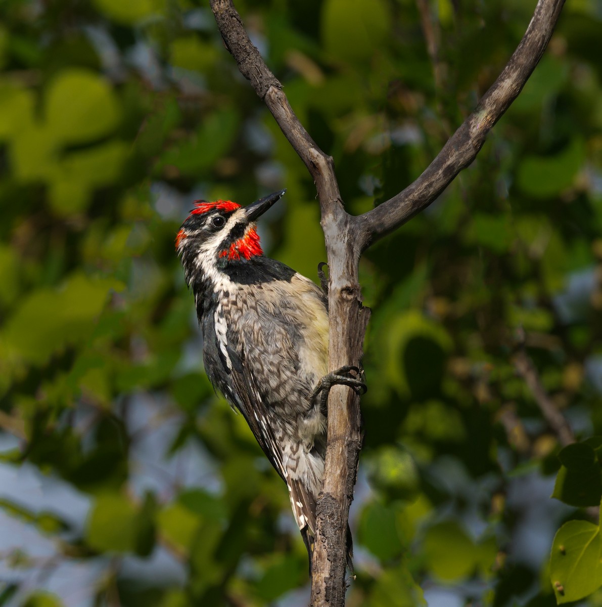 Red-naped Sapsucker - ML471951791