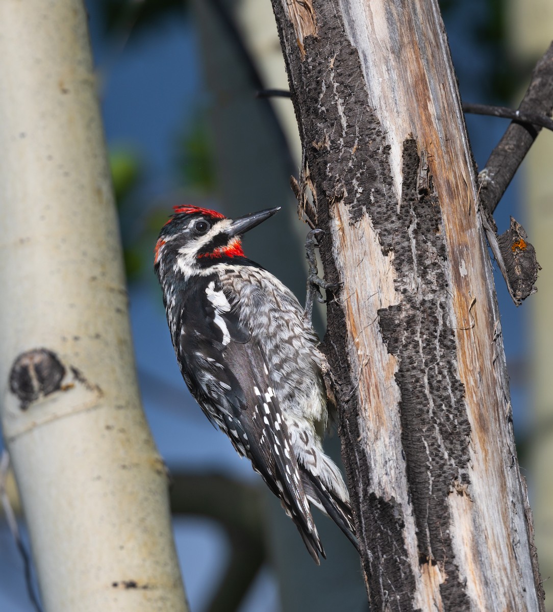 Red-naped Sapsucker - ML471951801