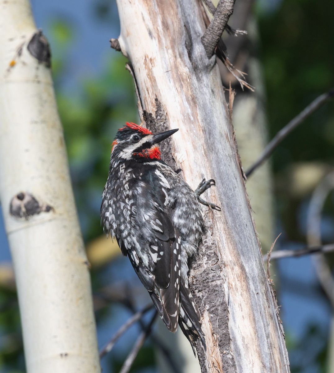 Red-naped Sapsucker - ML471951811