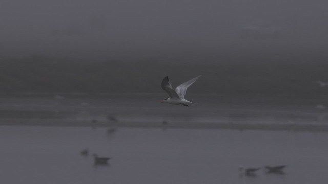 Elegant Tern - ML471952151