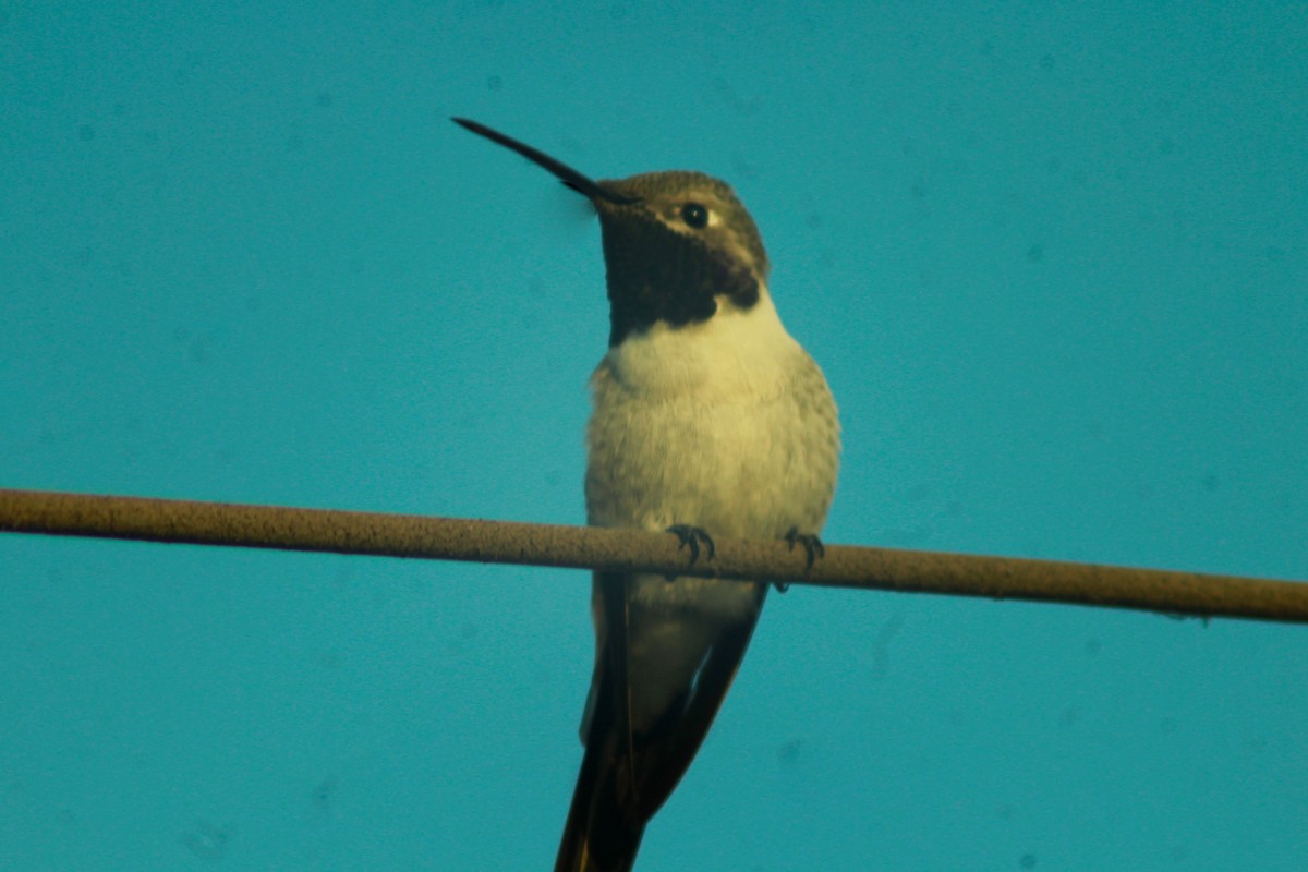 Oasis Hummingbird - ML471953521