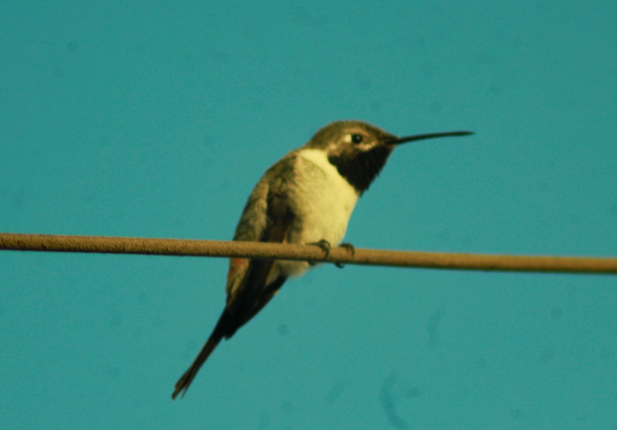 Oasis Hummingbird - ML471953961