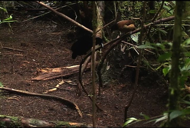 Lawes's Parotia - ML471954