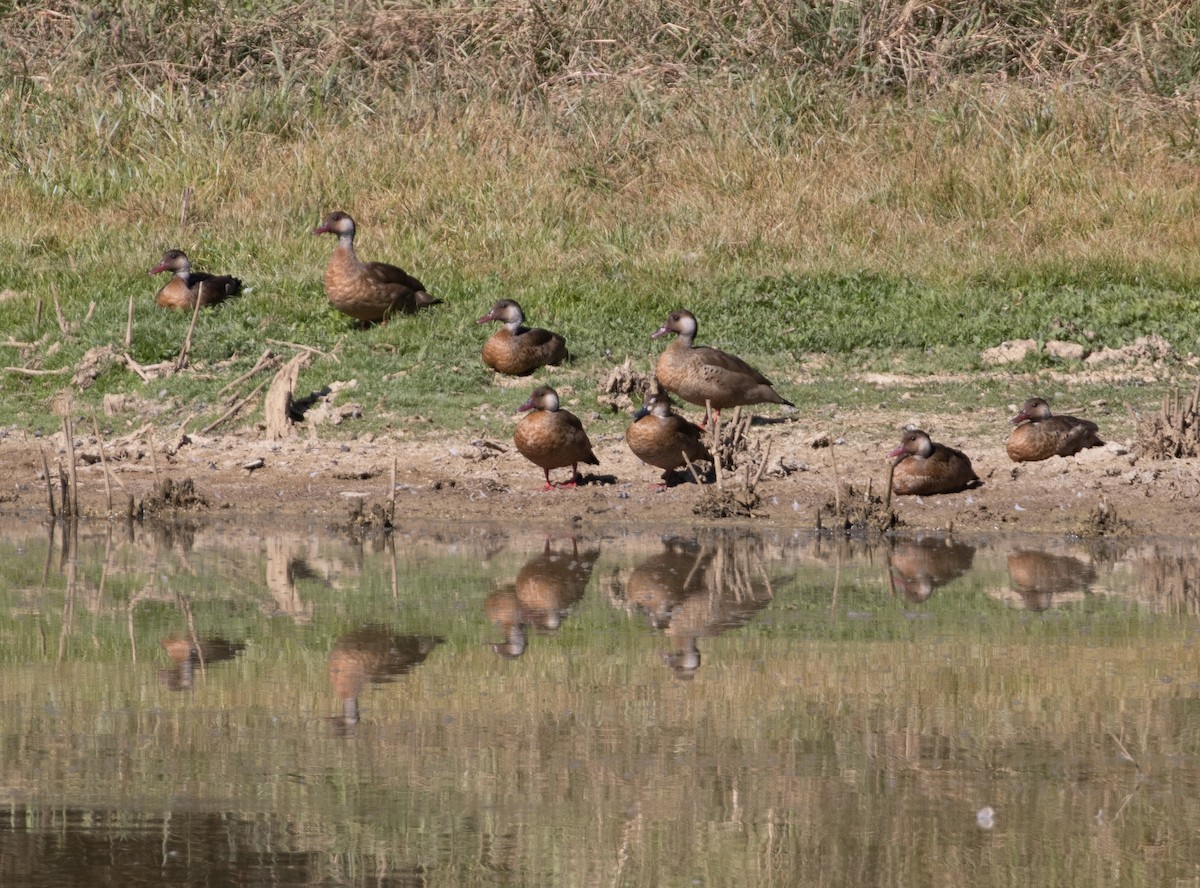 Brazilian Teal - Lindy Fung