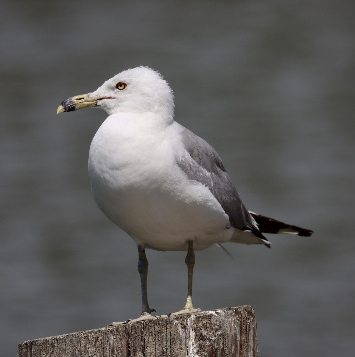 Ring-billed Gull - ML471954951