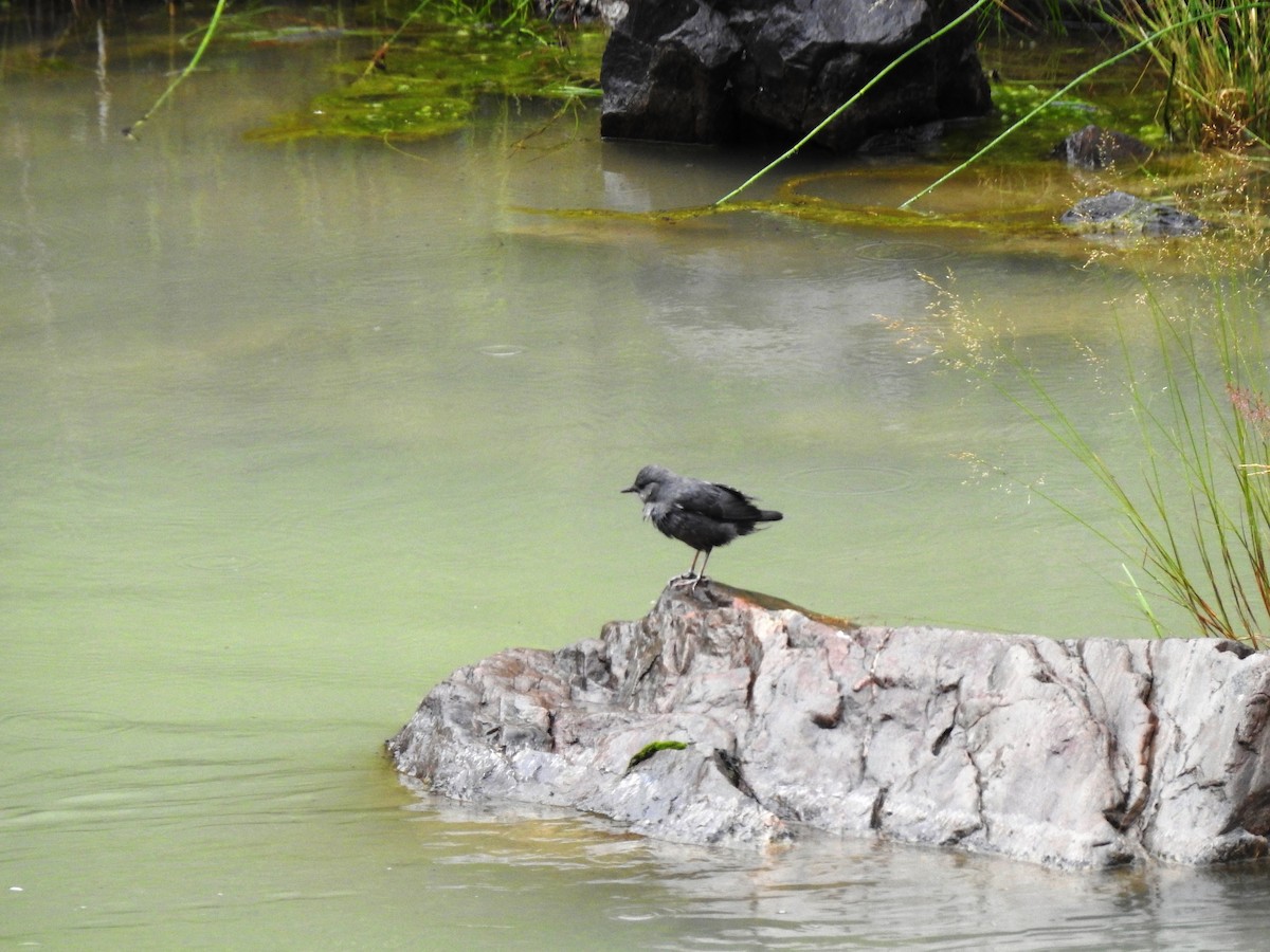 American Dipper - ML471955091