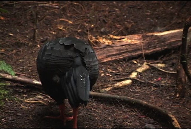 Red-legged Brushturkey - ML471956