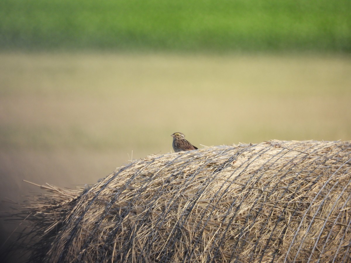 Savannah Sparrow - Matthew Maciosek